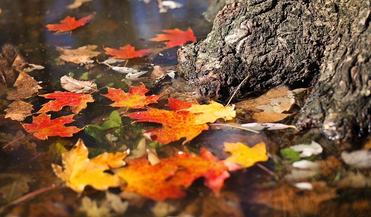 Fall Tree, Bend 2024 Oregon